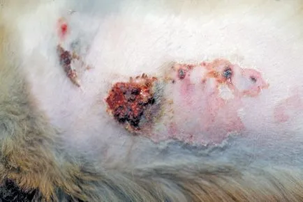 Eritem polimorf și necroliză epidermică toxică câini și pisici, medicul veterinar