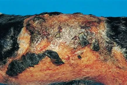 Erythema multiforme és toxikus epidermális necrolysis kutyák és macskák, az állatorvos