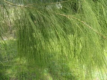 copac Carne Casuarina sau de coastă (limba latină: