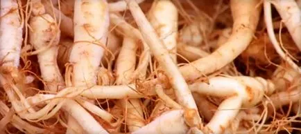 Ginseng tinktúra előnyei és hátrányai, alkalmazási javallatok, utasítások, receptek és ellenjavallatok