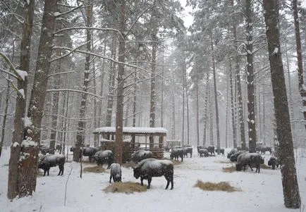 Parcul Național „Orel pădure“ cum se obține naturale monumente, locuitori, rute