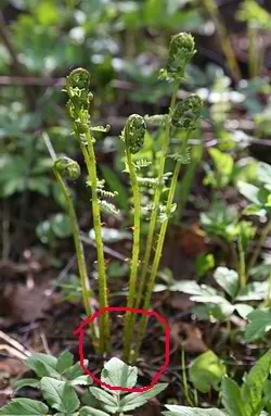 Bracken Fern