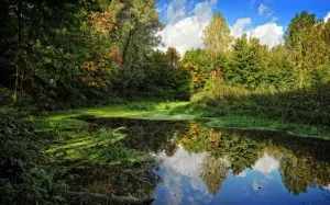 Отговори на всички въпроси за това защо е необходимо да се защити от блатото