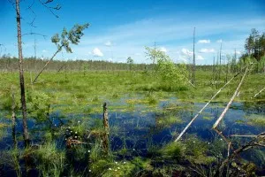 Отговори на всички въпроси за това защо е необходимо да се защити от блатото