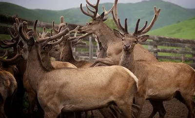 coarne de cerb Deer proprietăți utile