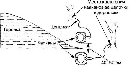 На лов за един язовец