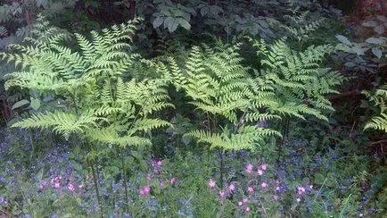 Bracken Fern