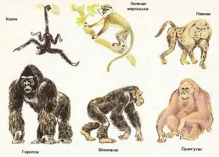 Редът на примати, най-големият портал за обучение