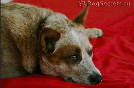 Neozidin kutya használati utasítás, vélemények