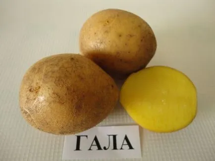 Нови сортове картофи - преглед на най-добрите варианти, расте стъпка по стъпка