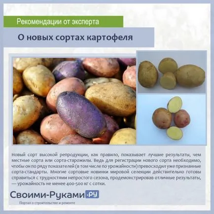 Új fajta burgonyát - Beszámoló a legjobb lehetőségek, növekvő lépésről lépésre