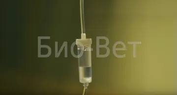 Műtét a gyomor és a belek állatok, bélelzáródás vagy idegen test a gyomorban a