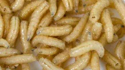 Maggot-furaje pentru stocarea de apă dulce piscicultură fotografie, pești de acvariu