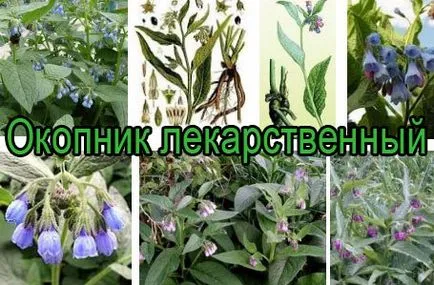 Comfrey или ралица - използване и полезни свойства, домашно лечение