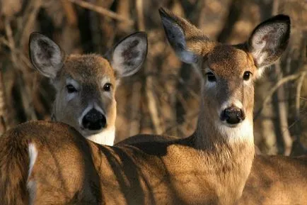 Deer - горд модел за снимка
