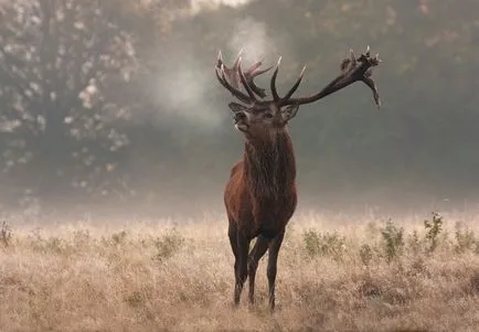 Deer - un model de mândru pentru o fotografie