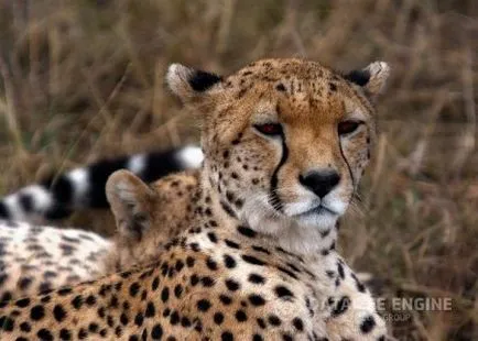 За Cheetah неговите навици и местообитания на L'ORÉAL, трябва да знаете, че ловецът