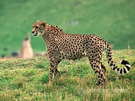 Mintegy Cheetah szokásait és élőhely, a L'Oréal, akkor tudnia kell, hogy a vadász