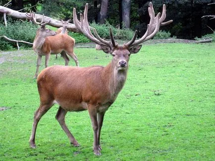 Deer, абстрактни класове, за да се запознаят децата с природата