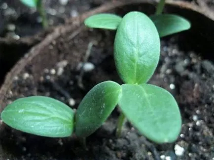 Краставица заредила f1 предимства сортове описание как да се подготви и семена растение, технологията