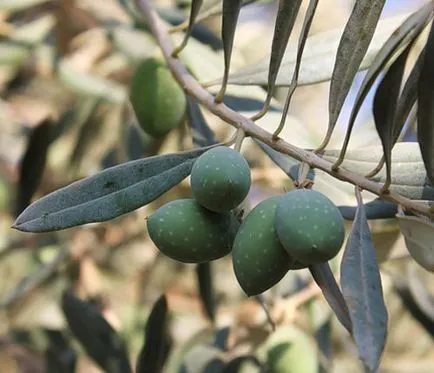 Olive Tree îngrijirea la domiciliu, fotografii