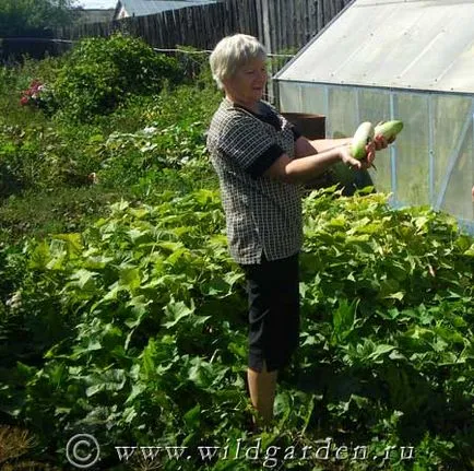 Uborka - Növekvő uborka - zöldség - gyümölcs és zöldség kert - vad nyári lakó