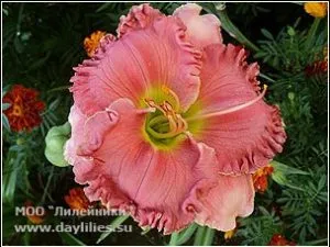 За плоидни daylilies - Hemerocallis МОО