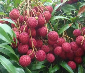 La folosirea și abuzul de fructe litchi