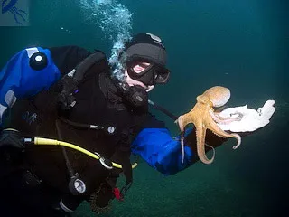 Octopus - clasificarea speciilor și structura corpului