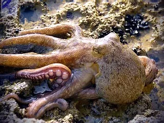 Octopus - clasificarea speciilor și structura corpului