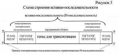 Organizarea materialului genetic al unei celule bacteriene