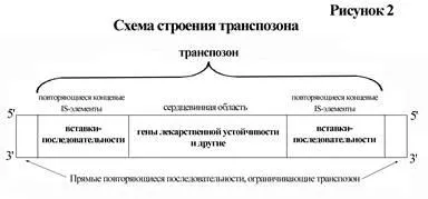 Organizarea materialului genetic al unei celule bacteriene