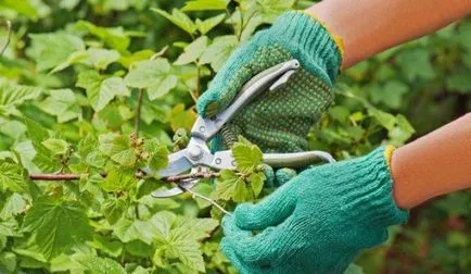 Permetezés gondozásában ribizli, tavasszal és ősszel, mikor és mit kell permetezni a kártevők elleni, vas