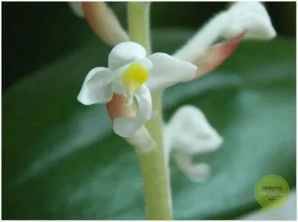 Orchid ludiziya - îngrijire pentru flori, fotografie și video