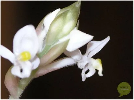 Orchid ludiziya - îngrijire pentru flori, fotografie și video