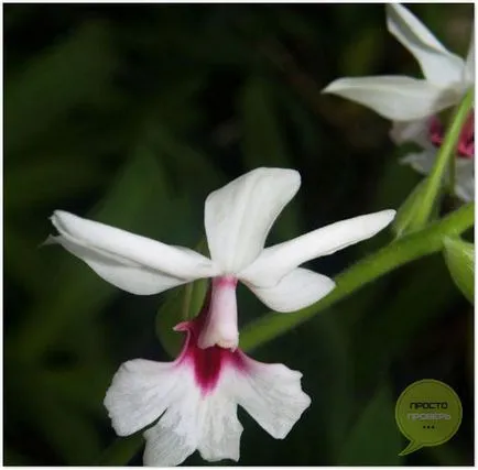 Orchid ludiziya - îngrijire pentru flori, fotografie și video