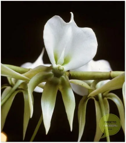Orchid ludiziya - îngrijire pentru flori, fotografie și video