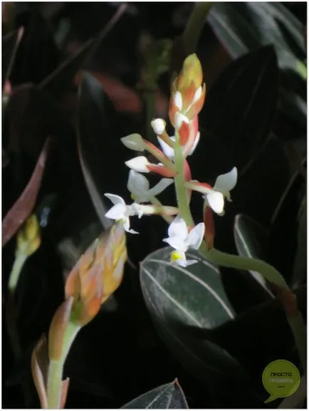 Orchid ludiziya - грижа за цветя, снимки и видео