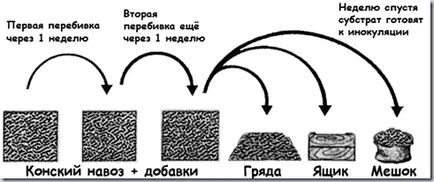 Характеристики стрида развъждане и гъби в оранжерия