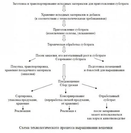 Caracteristici de reproducție de stridii și ciuperci într-o seră