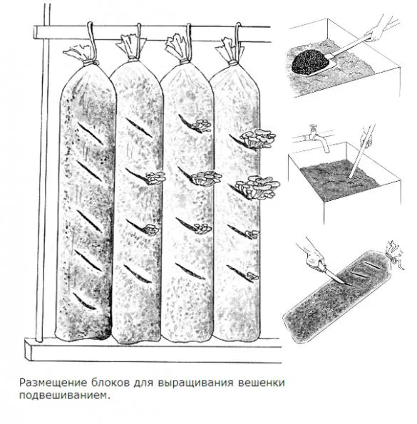 Caracteristici de reproducție de stridii și ciuperci într-o seră