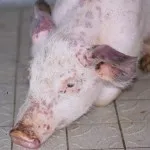 Pasteureloză simptomelor porcine și tratament eficient