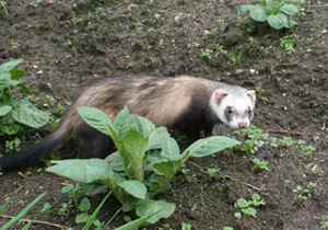 Vânătoare cu un dihor, dihori de vânătoare (fotografii, video)