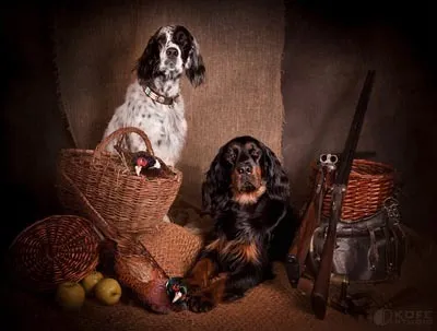 Ловно куче английски сетер е не само ловец, но спътник