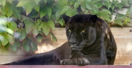 Panther - frumusețe elegantă de pradă - ailurophile - grădină zoologică - Editura - line de viață