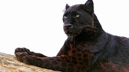 Panther - elegáns szépség ragadozó - ailurophile - állatsimogató - Kiadó - élet üzletág