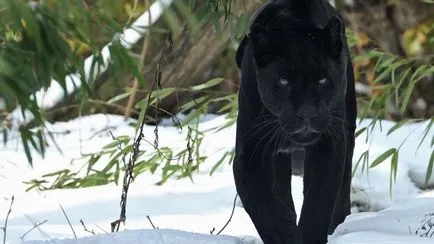 Panther - elegáns szépség ragadozó - ailurophile - állatsimogató - Kiadó - élet üzletág