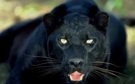 Panther - frumusețe elegantă de pradă - ailurophile - grădină zoologică - Editura - line de viață