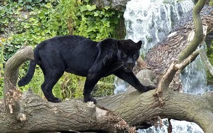 Panther - frumusețe elegantă de pradă - ailurophile - grădină zoologică - Editura - line de viață