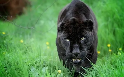 Panther - elegáns szépség ragadozó - ailurophile - állatsimogató - Kiadó - élet üzletág